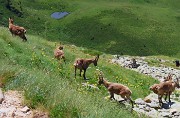 55 Stambecchi passano sotto di noi